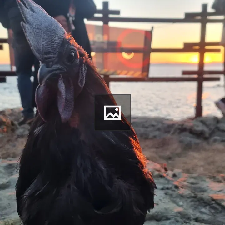Close-up Rooster on Rocky Ground