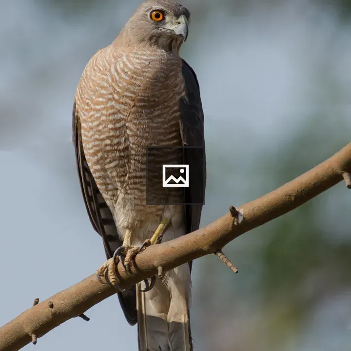 Female Shikra on Branch
