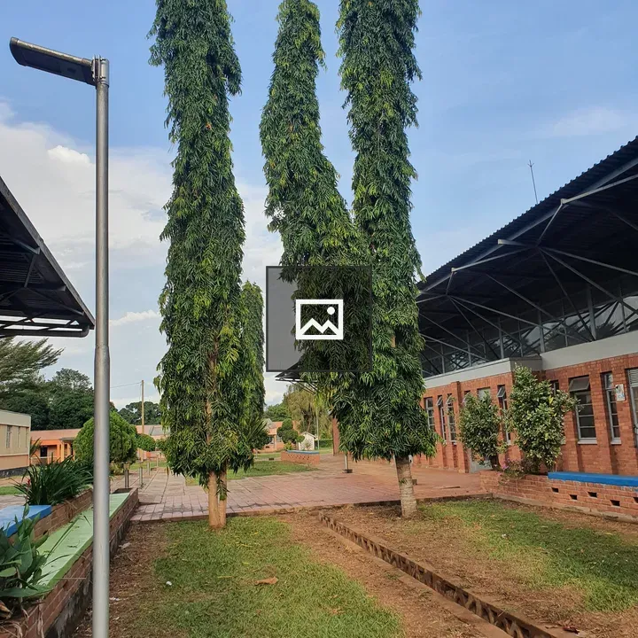 Tall Trees in Landscaped Space