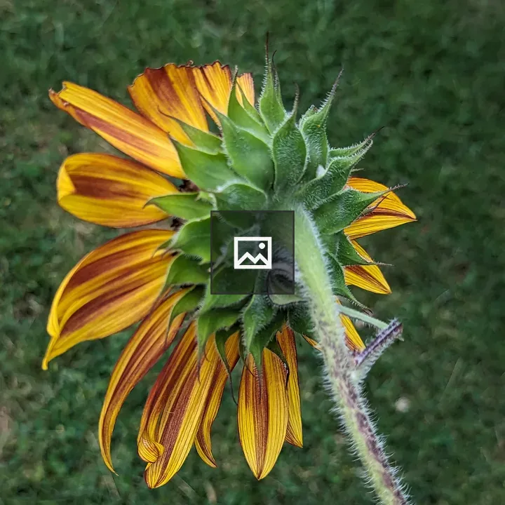 Sunflower Steam Behind View