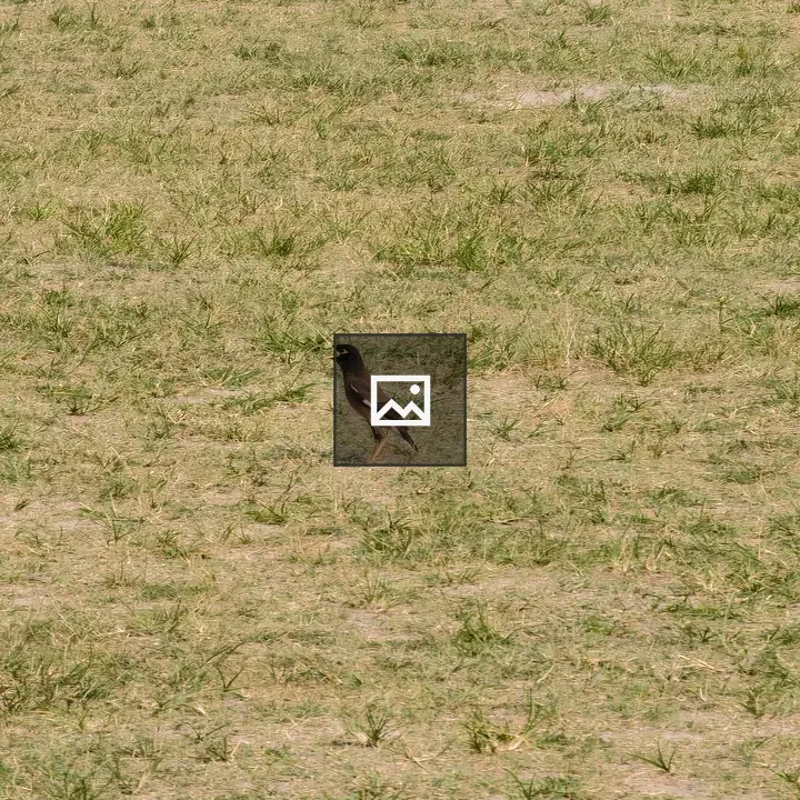 Common myna in sunlit grass field