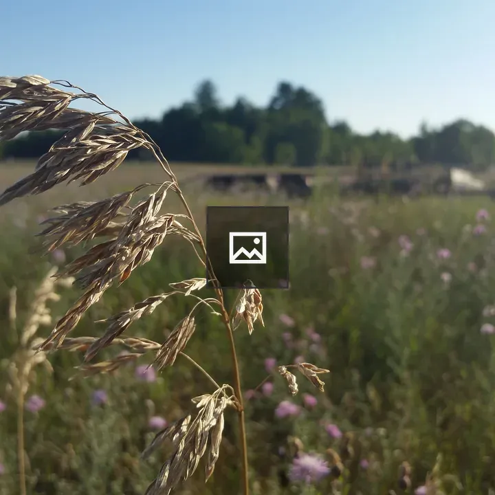 Dried grass head in the sun