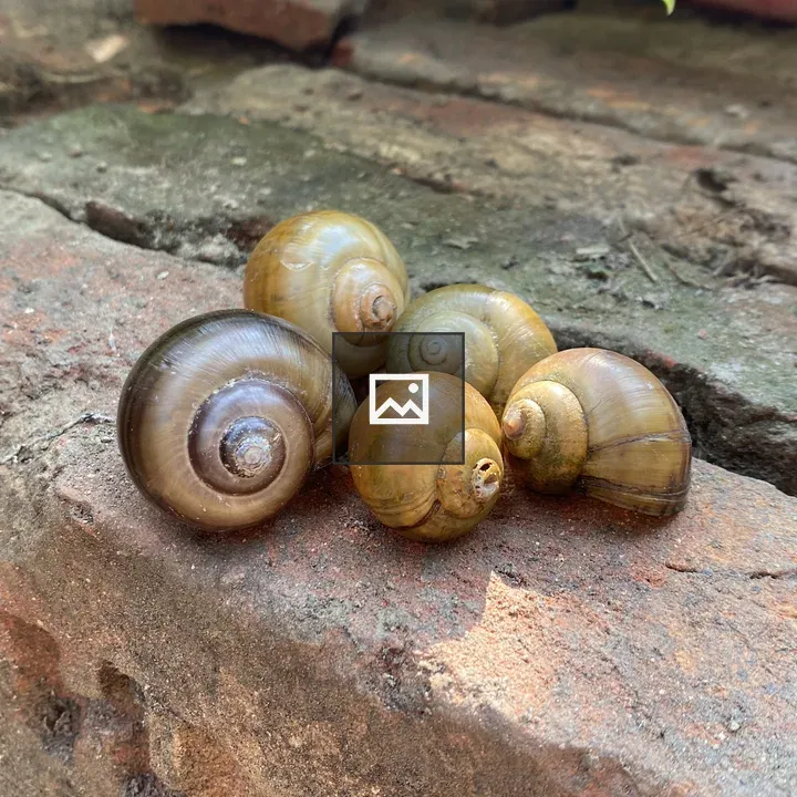 Five snail shells on brick surface