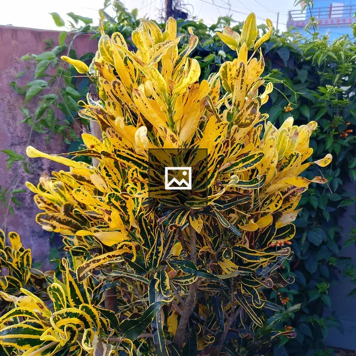 Tropical plant with yellow-green leaves