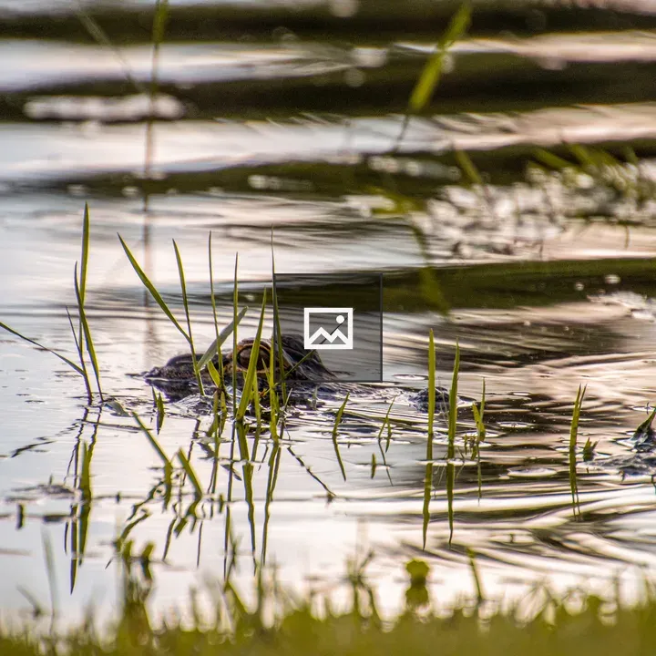 Small alligator in Florida grass