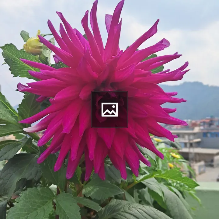 Pink dahlia flower