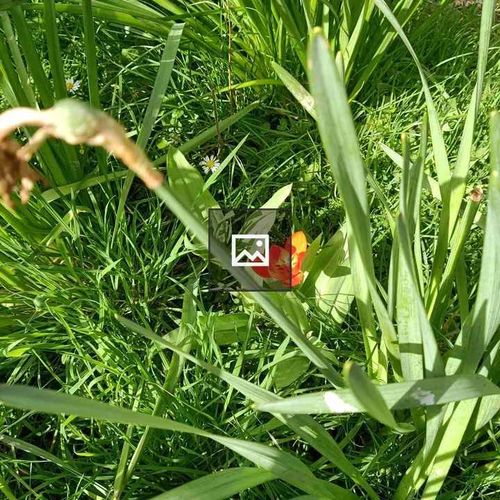 Flower Under the Sun