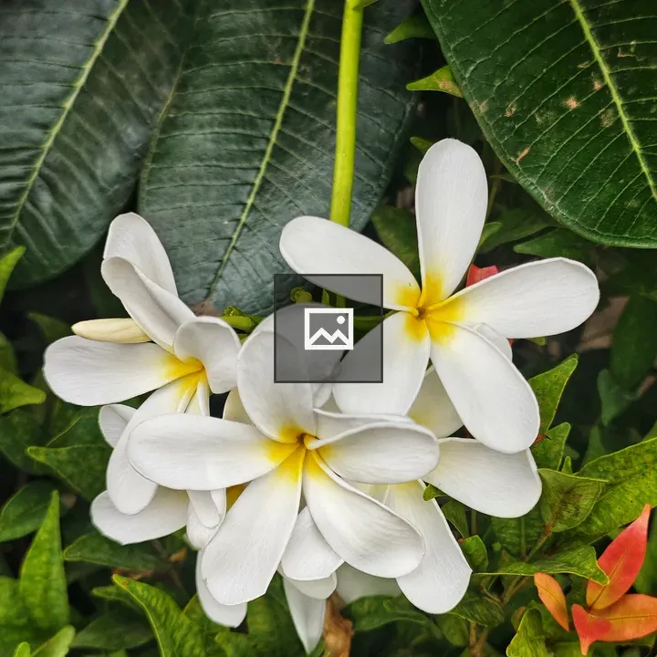 White plumeria cluster