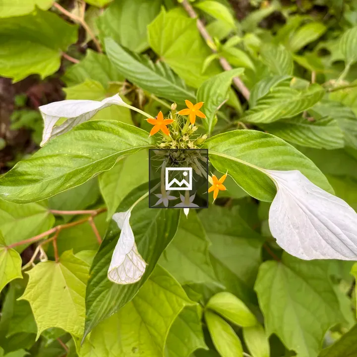 Cluster of orange white star flowers