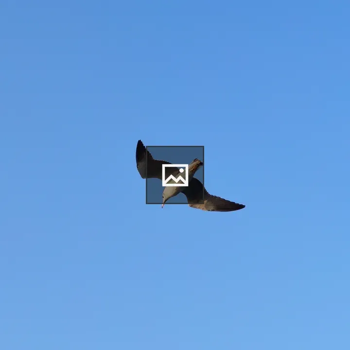 Bird Flying