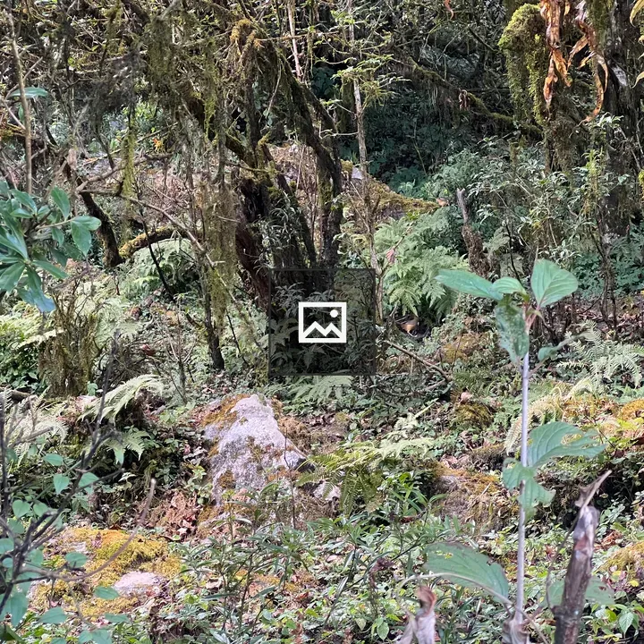 Forest floor with ferns