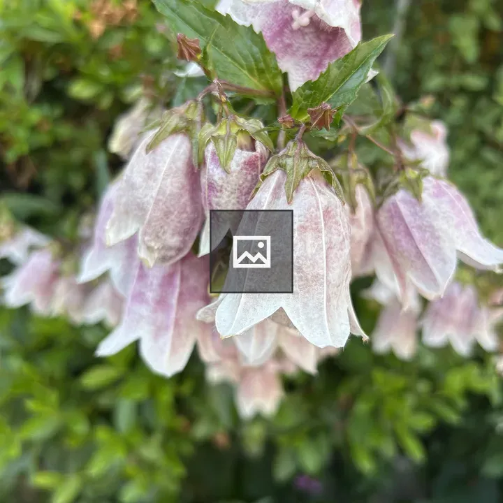 Pink bell-shaped flowers