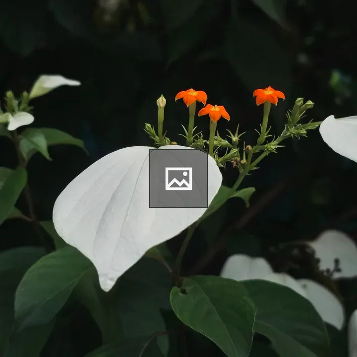 Bright orange flowers with white bracts
