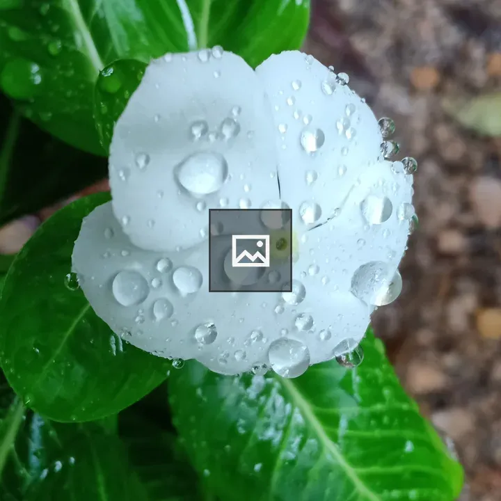 Water Drops on Flower