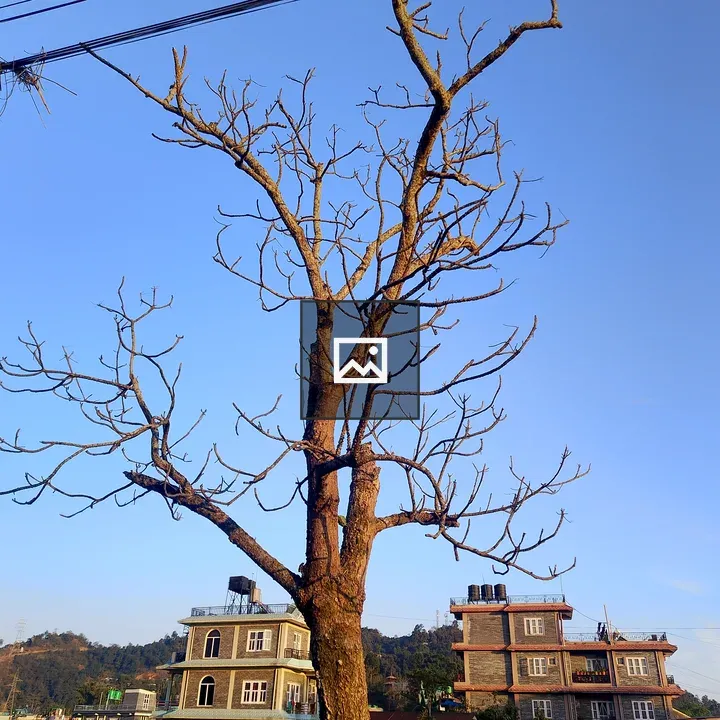 Barren Tree with Blue Sky
