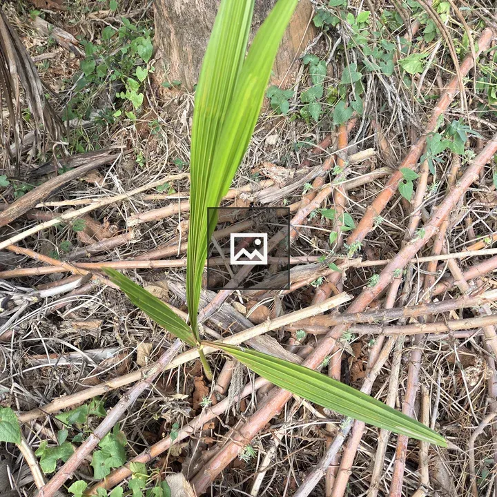 Young coconut palm emerging
