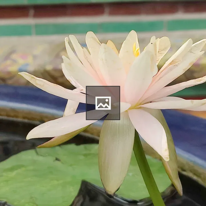 Pink Lotus in Water