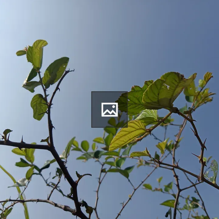 Plant with leaves and spikes