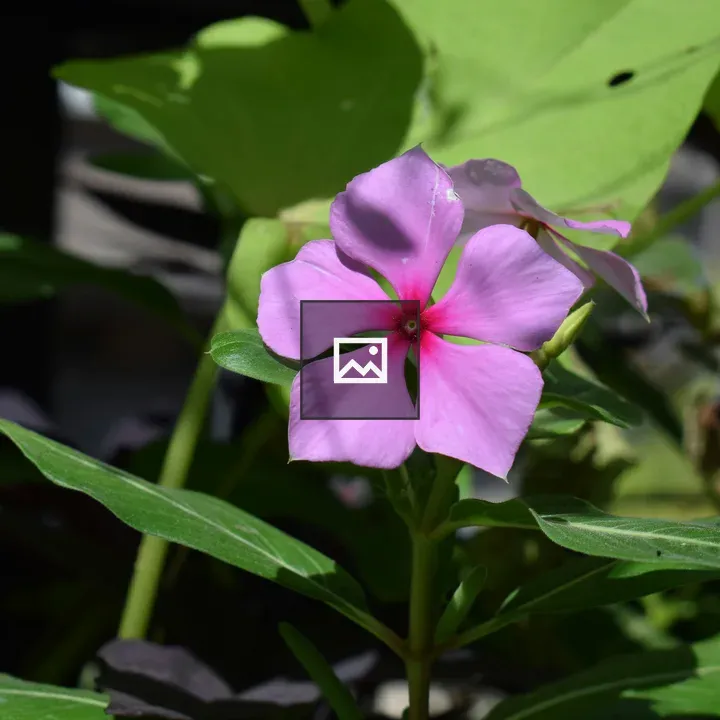 Pink periwinkle close-up