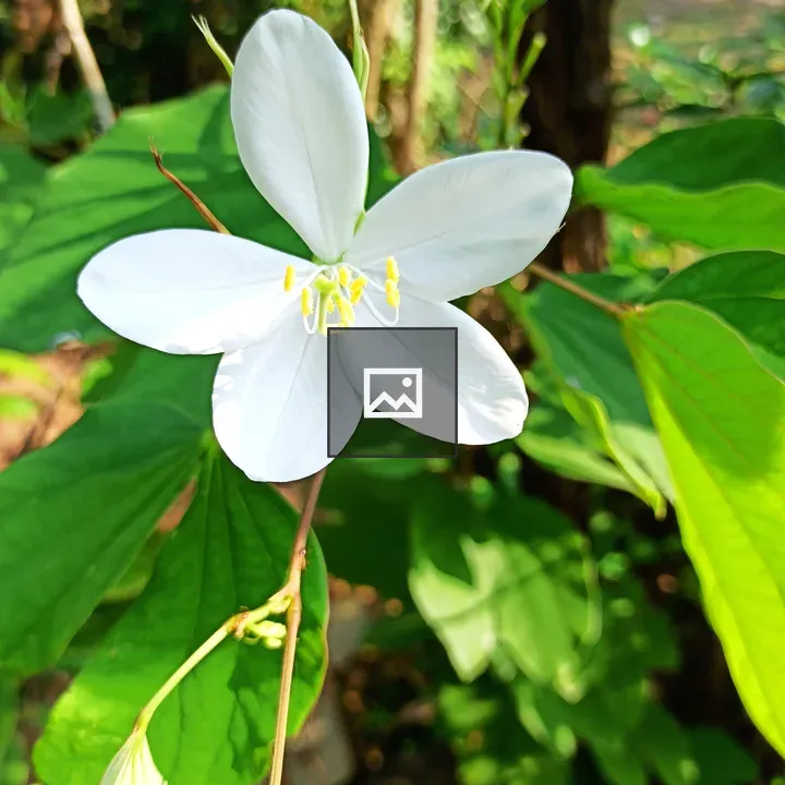 Mandaram White Bauhinia flower