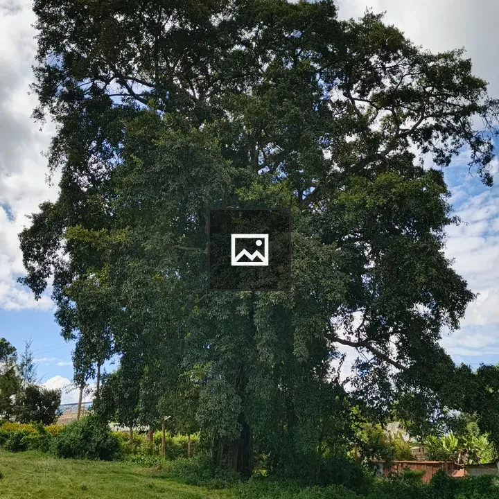 Majestic mugumo tree over green field