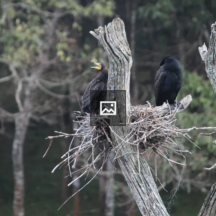 Birds on a branch