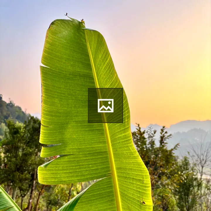 Banana Leaf Close-up
