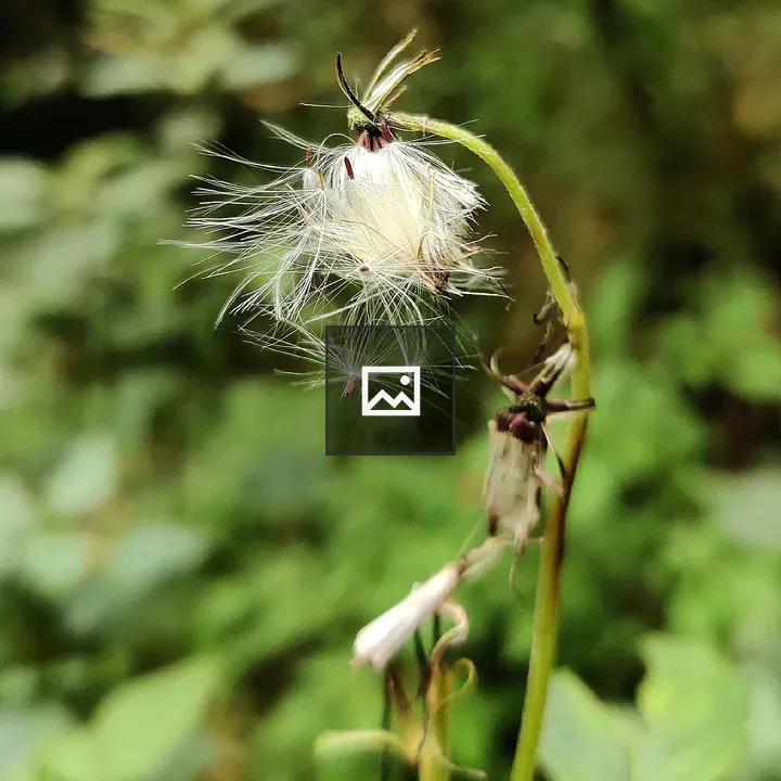 Dandelion-like Flower Close-Up