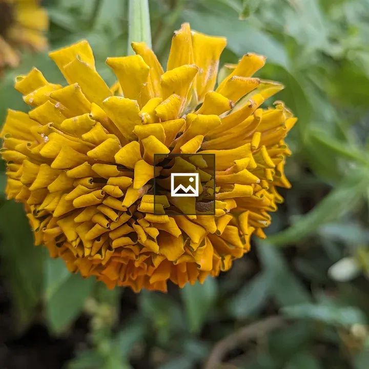 Yellow zinnia petals wilting