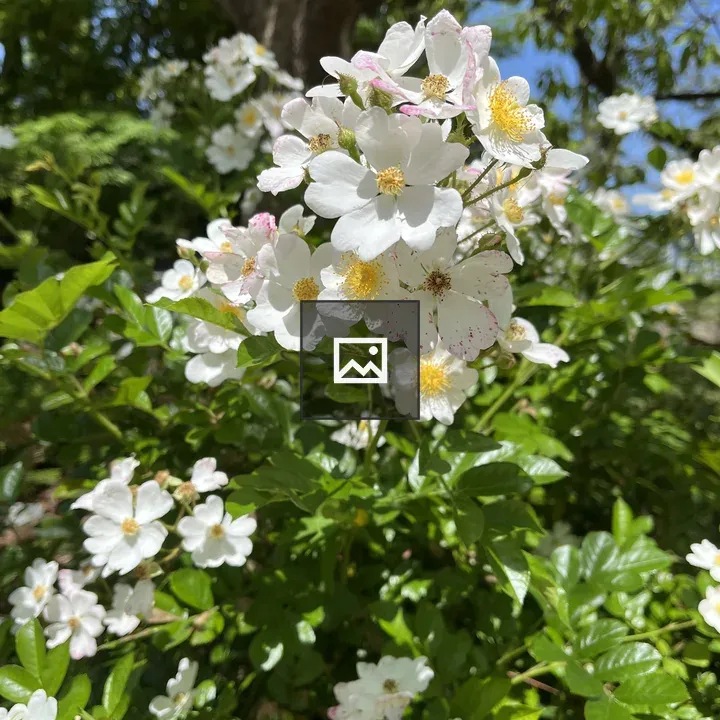 White wild roses on a bush
