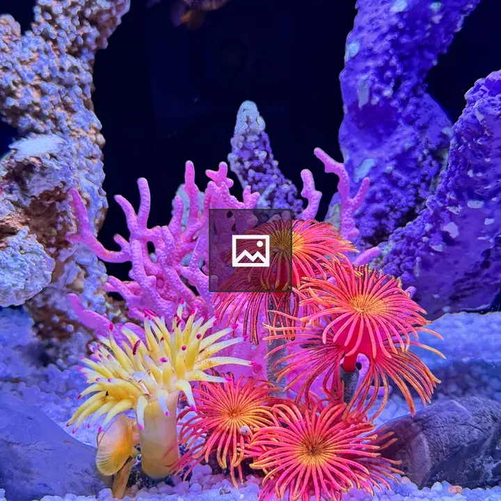 Sea Anemones in Reef Tank