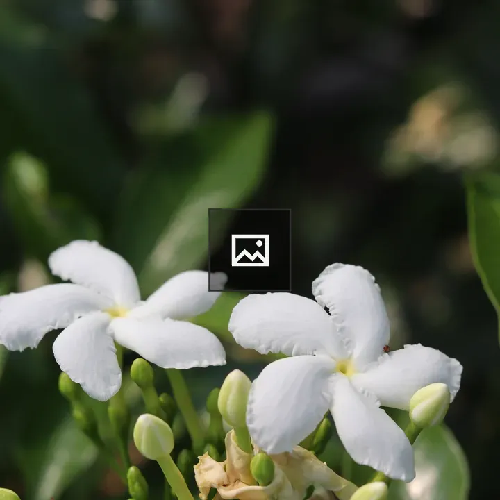 Two white crape jasmine flowers