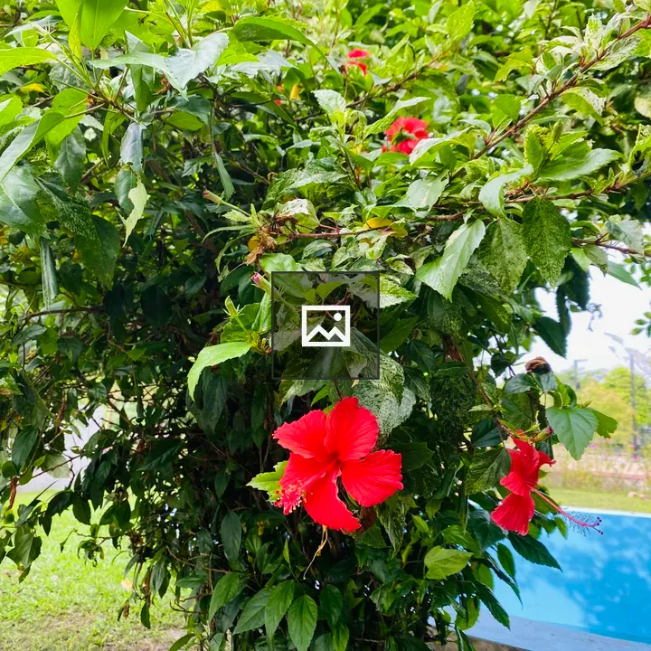 Red hibiscus among green leaves