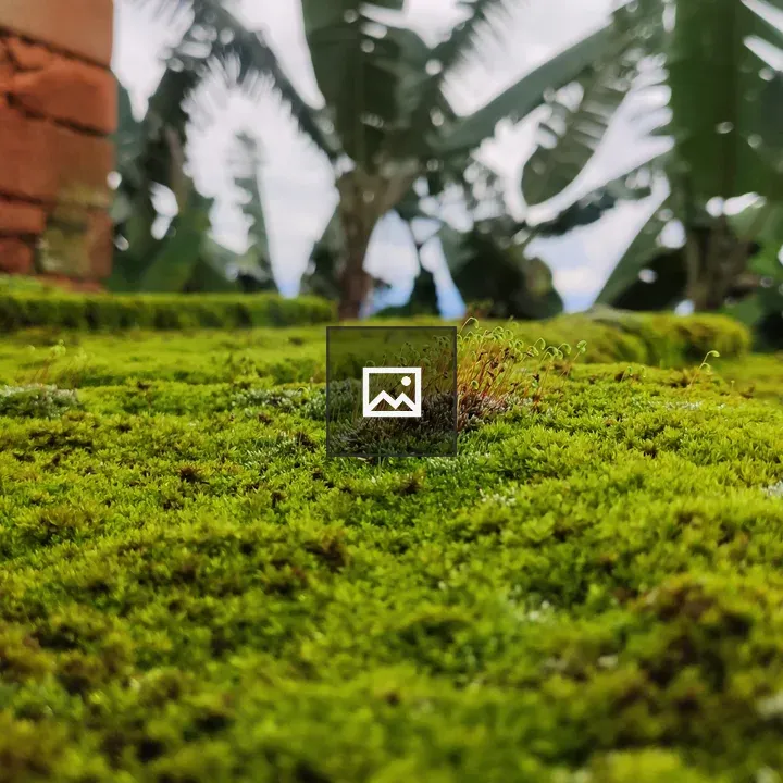 Mossy Green Surface with Small Plants