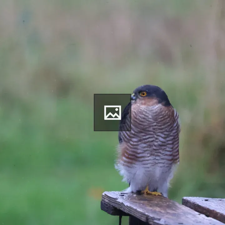Male Sparrowhawk on Wood