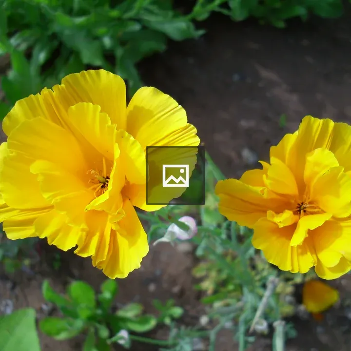 Daffodils in Bloom