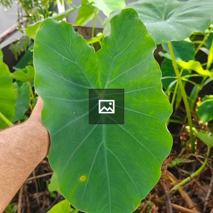 Hand holding green heart-shaped leaf