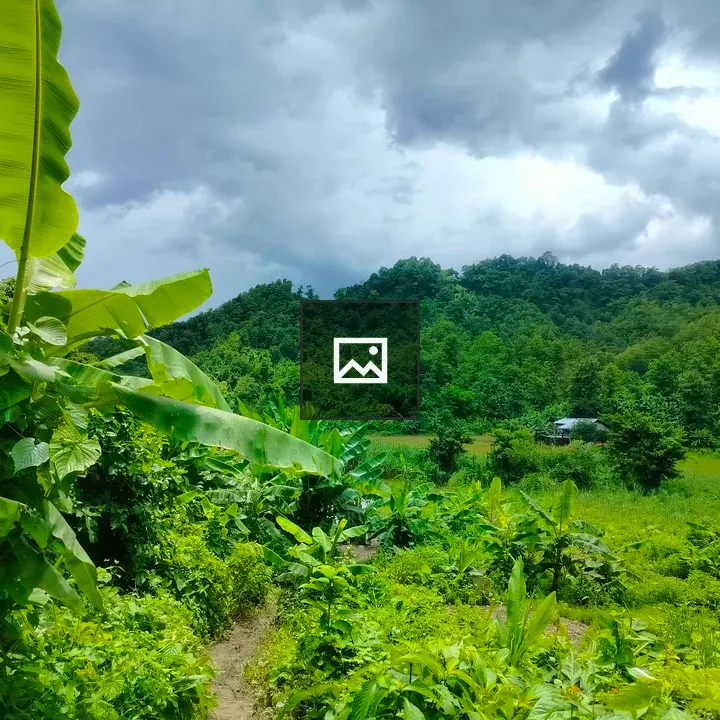 Hill view with palm foreground
