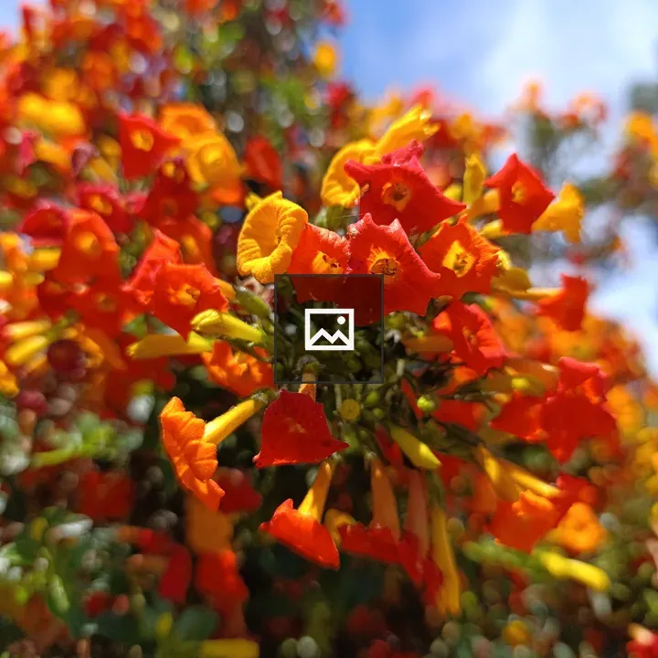 Close-up of trumpet flowers