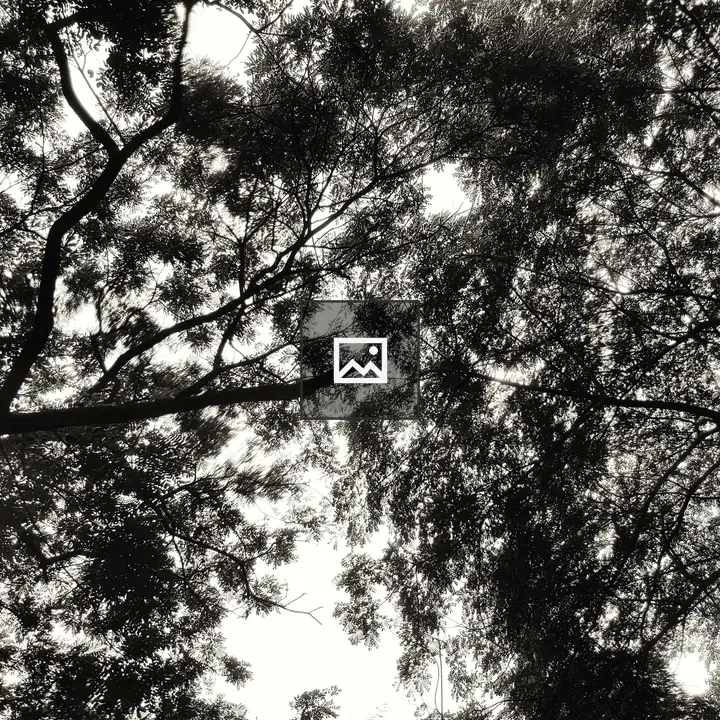 Black and white tree branches