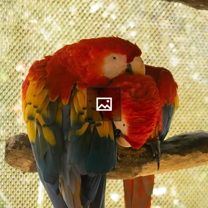 Red Parrots Snuggling