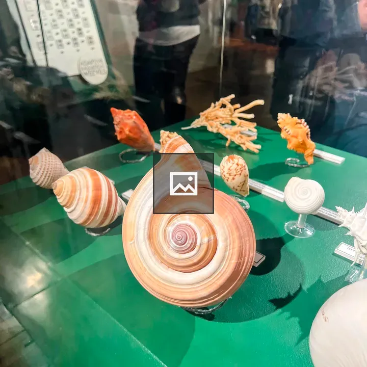 Nautilus shell in glass display