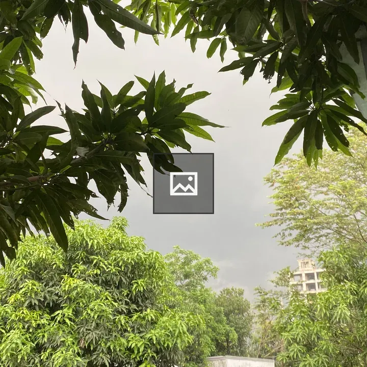 Leaves Frame the Sky