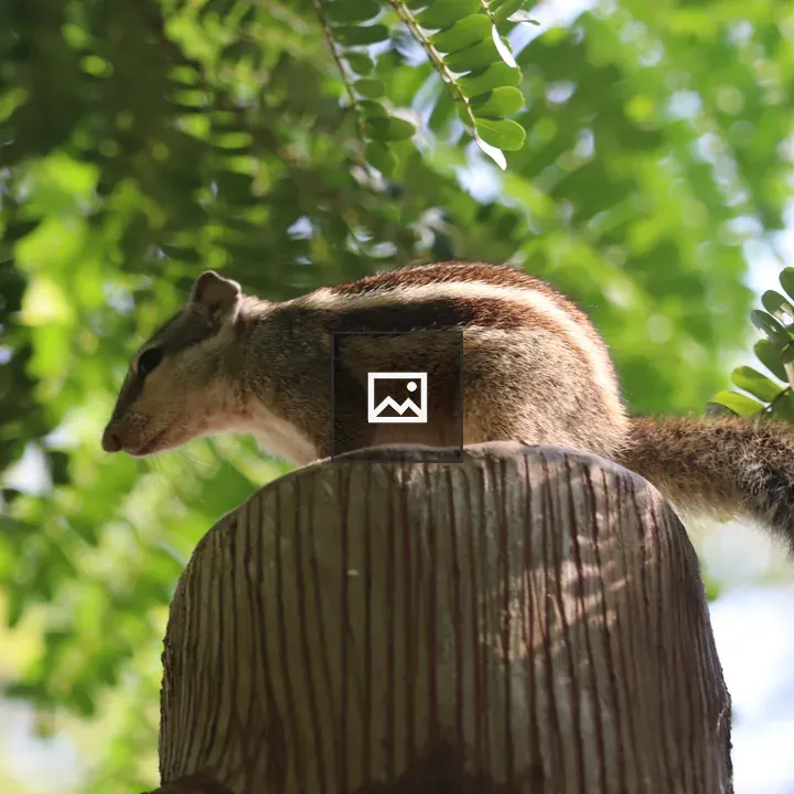 Squirrel on Wooden Post