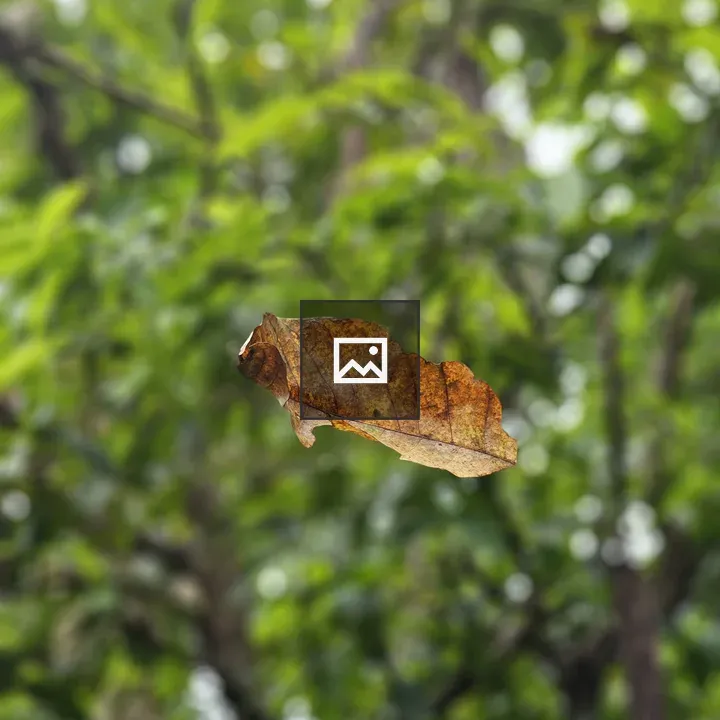 Dried brown leaf mid-air