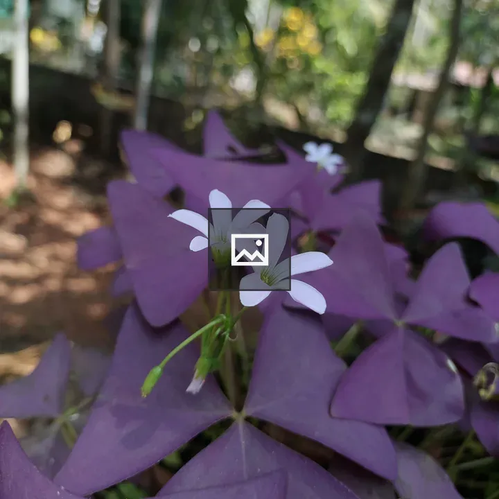 Delicate white blossoms among purple leaves