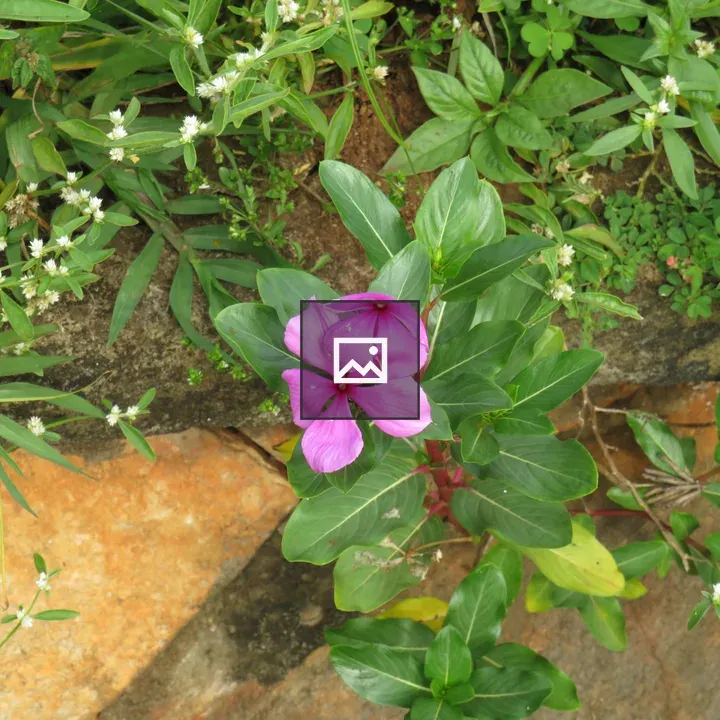 Vibrant pink periwinkle flowers