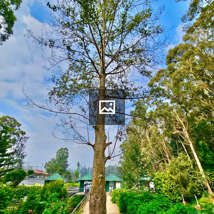 Tree on Walkway in Ooty
