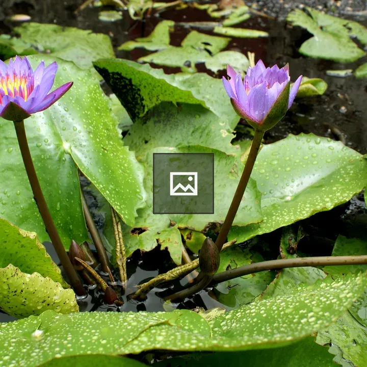 Purple water lilies blooming