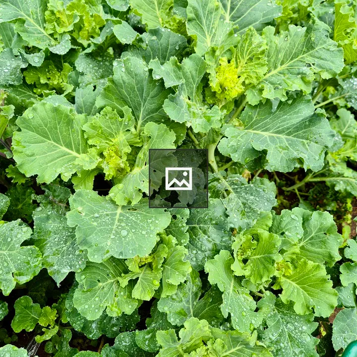 Leafy greens in a garden